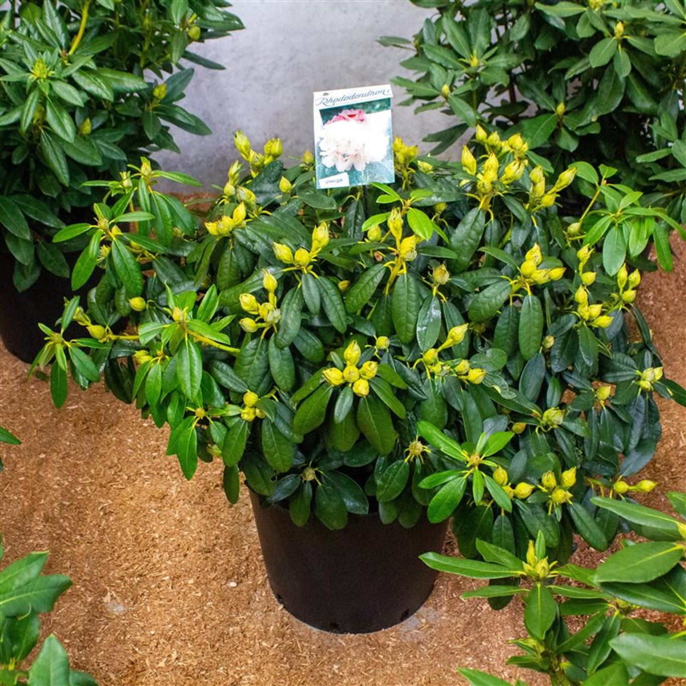 Rhododendron – Rhododendron (Y); 'Percy Wiseman' - C40 70-80 CM